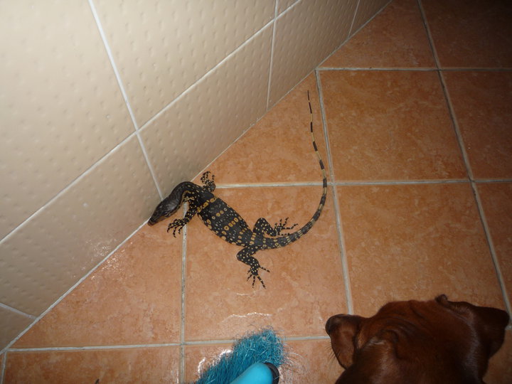water_monitor_in_home